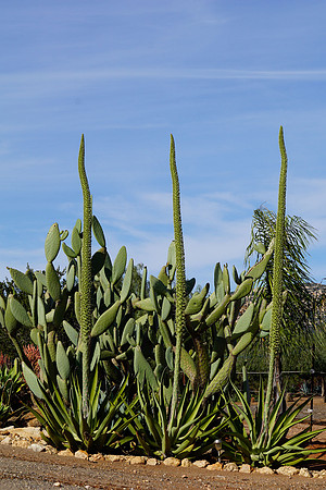 succulent plant photo