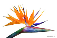Beautiful Bird of Paradise Textured - Side View - Isolated on White