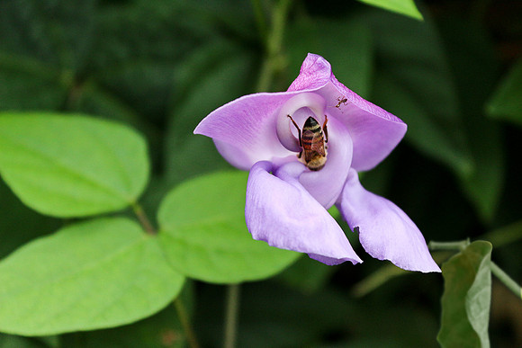 bees, bugs, birds, beetles