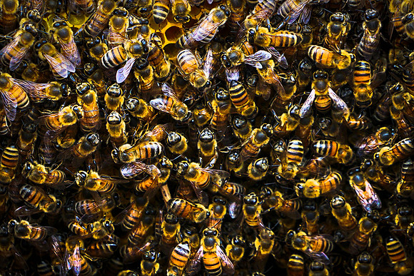 bees, bugs, birds, beetles