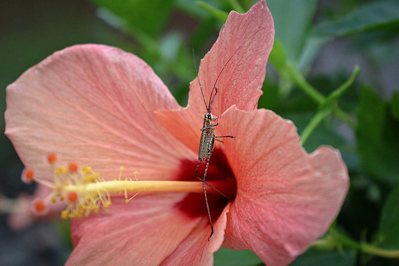 bees, bugs, birds, beetles
