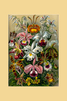 Ernst-Haeckel_Orchidae-cc-r-16x24 yellow mat