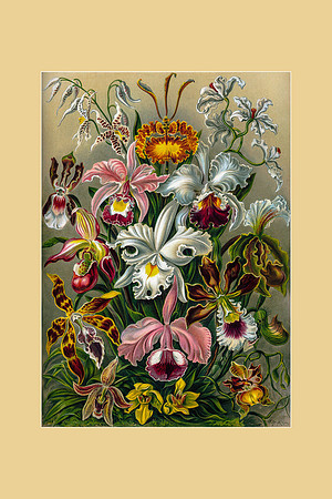 Ernst-Haeckel_Orchidae-cc-r-16x24 yellow mat