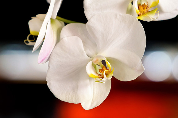 Orchid