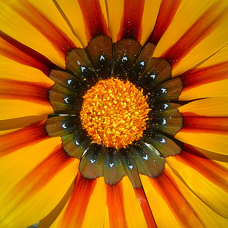 Gazania Daisy #1