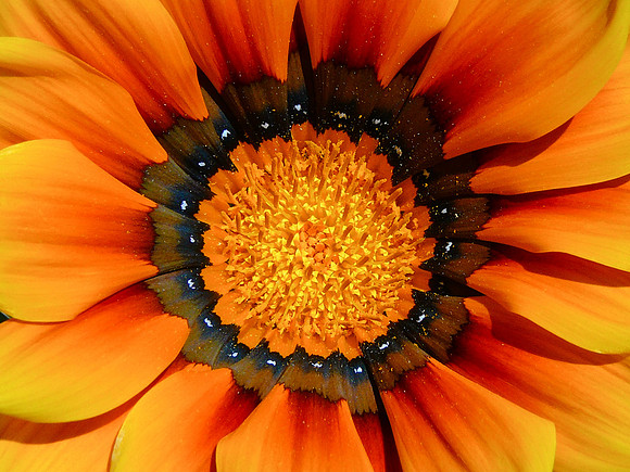 Gazania Daisy #5