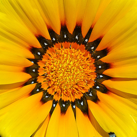 Gazania Daisy #2