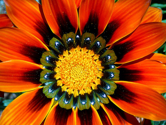 Gazania daisy #4