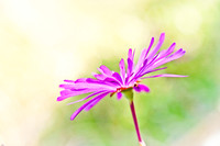 Purple Daisy - Textured