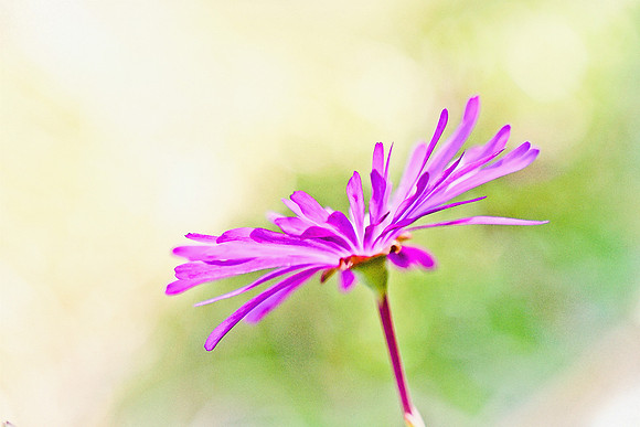Purple Daisy - Textured