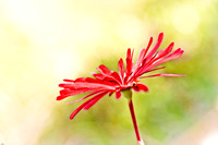 Red Daisy Textured
