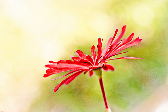 Red Daisy Textured