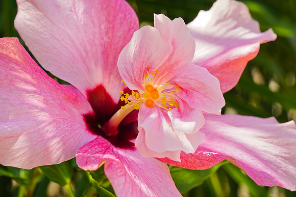 Pink Hibiscus w Flags