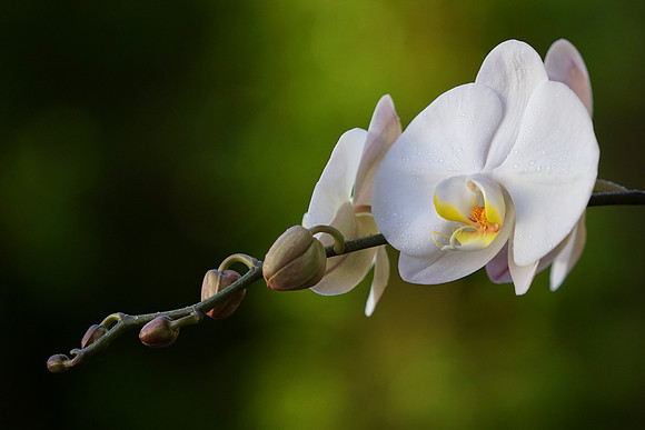 Orchid
