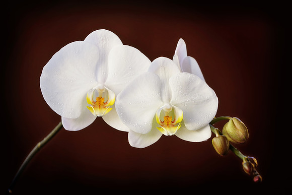 Orchid