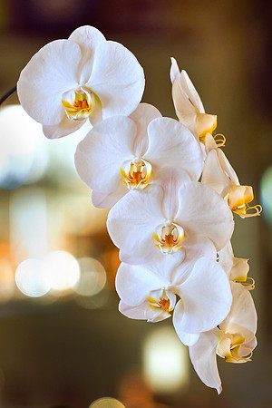 Orchid