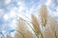 Feel The Freedom of Tall Grass on a Breezy Cloudy Day