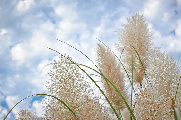 Feel The Freedom of Tall Grass on a Breezy Cloudy Day