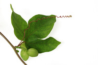 Passion flower Leaf & Buds