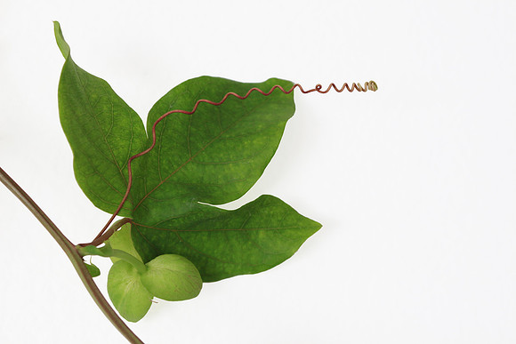 Passion flower Leaf & Buds
