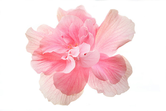 Pink Dbl Hibiscus - on White - Front