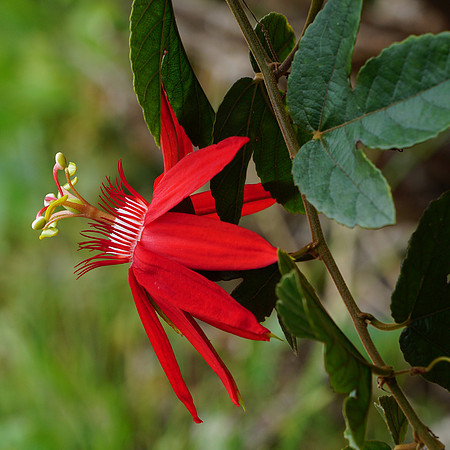 Red Passion Flower