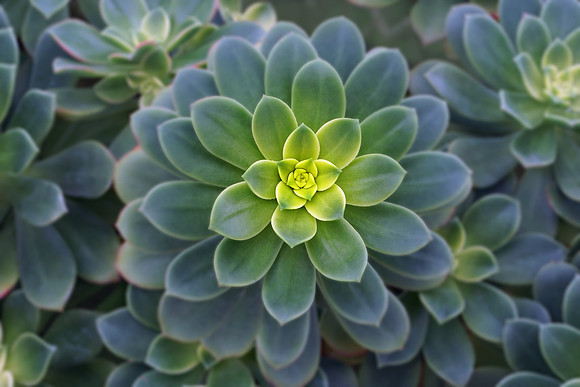 succulent plant photo