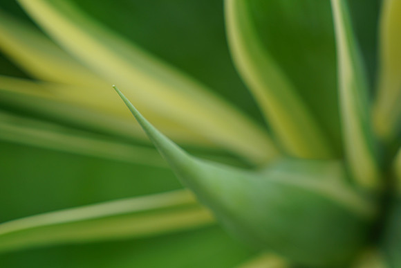 succulent plant photo