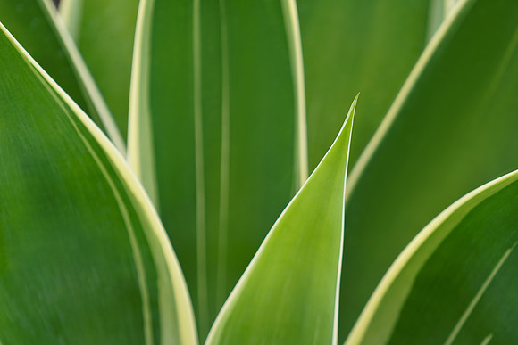 succulent plant photo