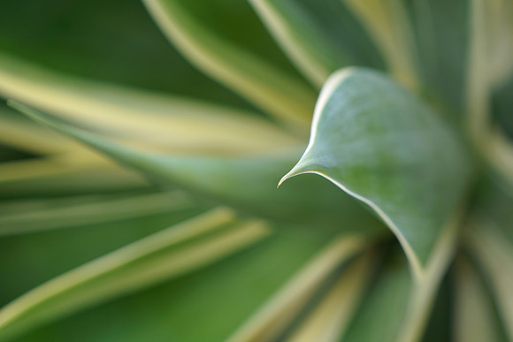 succulent plant photo