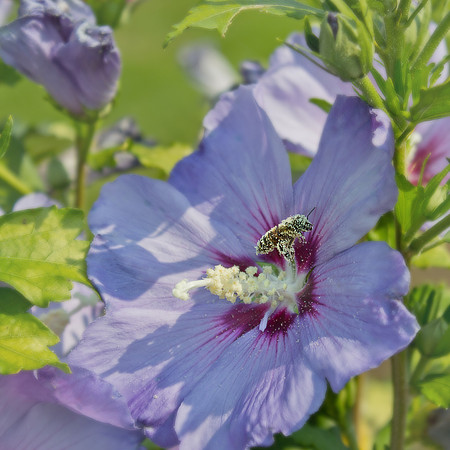 bees, bugs, birds, beetles