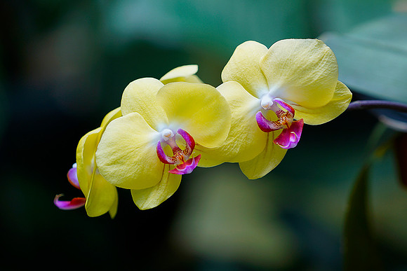 Orchid