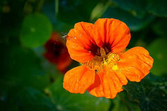 bees, bugs, birds, beetles