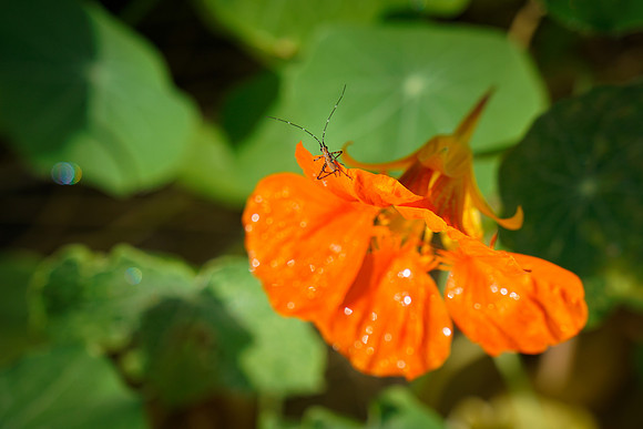 bees, bugs, birds, beetles