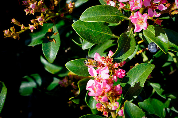 bees, bugs, birds, beetles