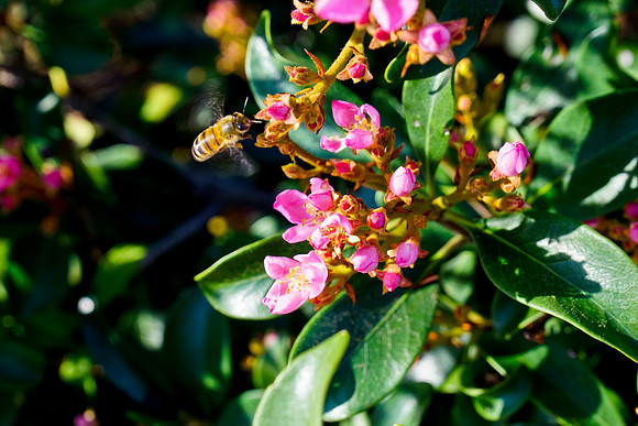bees, bugs, birds, beetles