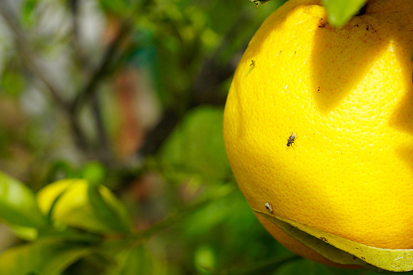bees, bugs, birds, beetles