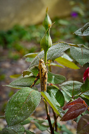 bees, bugs, birds, beetles