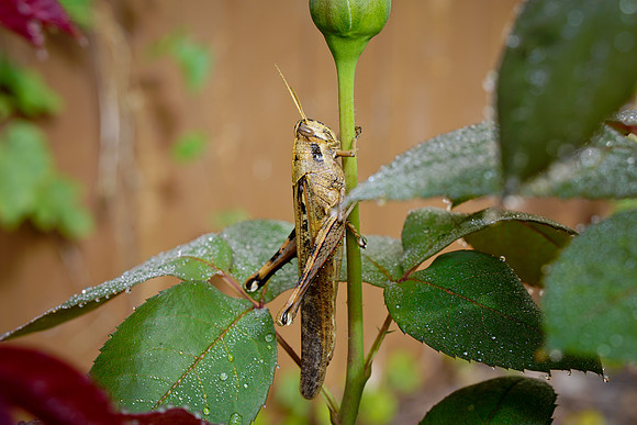 bees, bugs, birds, beetles