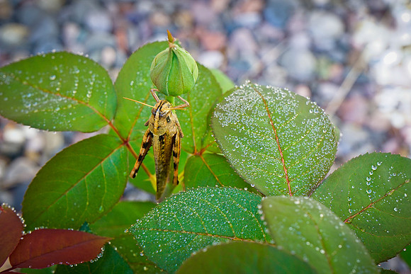 bees, bugs, birds, beetles