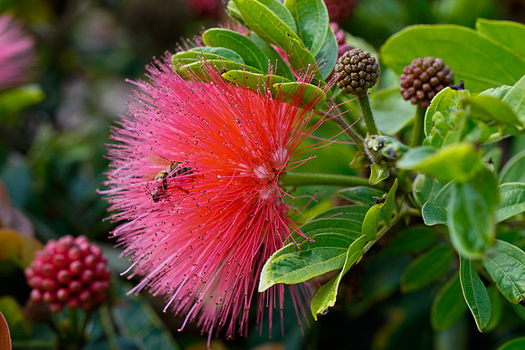 bees, bugs, birds, beetles