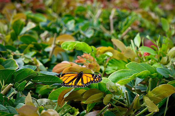 bees, bugs, birds, beetles