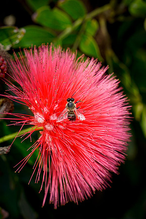 bees, bugs, birds, beetles