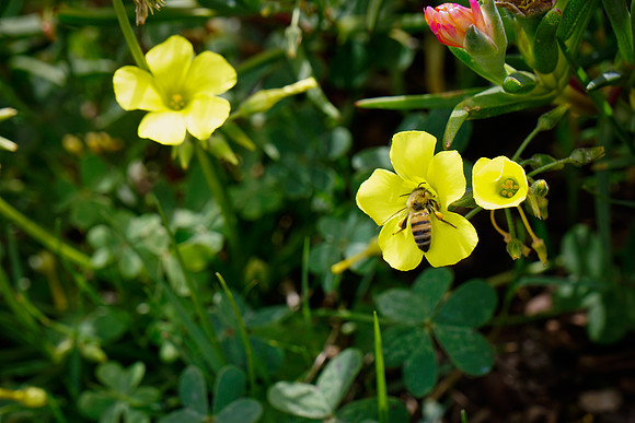 bees, bugs, birds, beetles