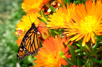 bees, bugs, birds, beetles