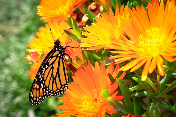 bees, bugs, birds, beetles