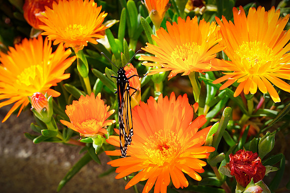 bees, bugs, birds, beetles