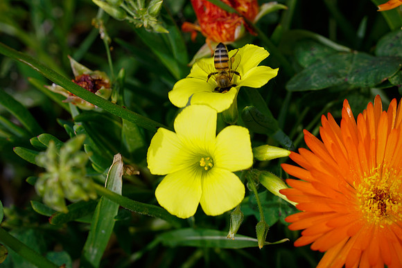 bees, bugs, birds, beetles