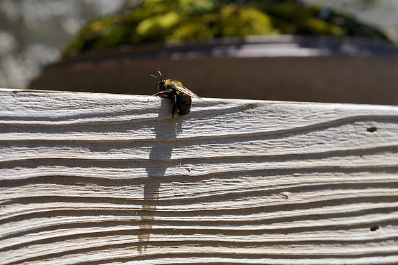 bees, bugs, birds, beetles