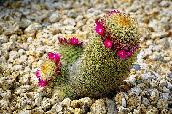 succulent plant photo